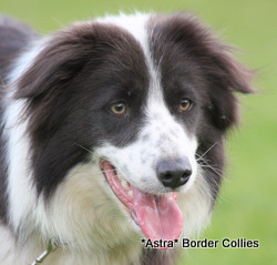 Queen, black and white smooth coated border collie